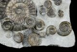 Rare Ammonite (Arnioceras) Cluster - Holderness Coast, England #176343-2